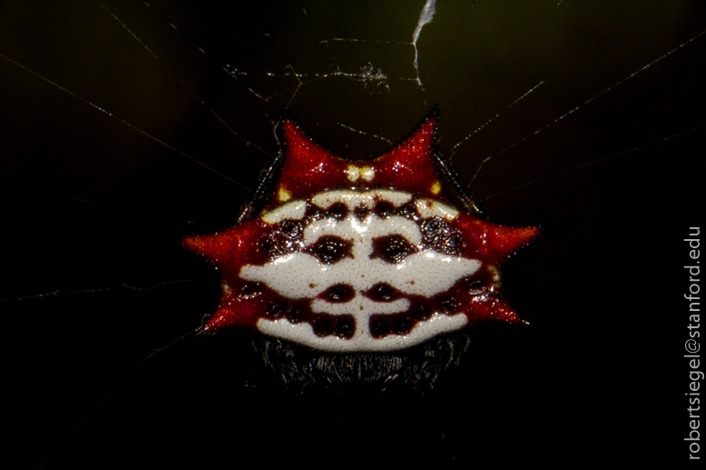 bill baggs cape florida